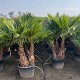 Viveros 5 : WR130-160 WASHINGTONIA ROBUSTA MULTI 130/160LTS
