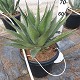 Viveros 5 : AG30 AGAVE MIX POT DE 30 LITRES