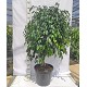 Viveros 5 : FDT30 FICUS DANIELLE TIGE HAUTEUR 140/160