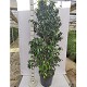 Viveros 5 : FD30 FICUS DANIELLE HAUTEUR 200/220