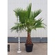 Viveros 5 : WR55EXTRA WASHINGTONIA ROBUSTA EXTRA 55 LITRES