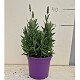 Viveros 5 : LD15 LAVANDE DENTATA POT DE 15CM