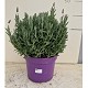 Viveros 5 : LD22 LAVANDE DENTATA POT DE 22CM