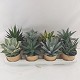 Viveros 5 : AG10 AGAVE MIX POT DE 10,5