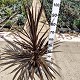 Viveros 5 : CORDRM20 CORDYLINE RED STAR POT DE 3,5 LITRES