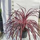 Viveros 5 : CSS20 CORDYLINE SOUTHERN SPLENDOUR POT 3,5 LITRES