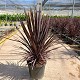 Viveros 5 : CORDBC30 CORDYLINE BLACK NIGHT POT DE 15 LITRES