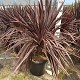 Viveros 5 : CORDBL40 CORDYLINE BLACK NIGHT POT DE 30 LITRES