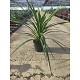 Viveros 5 : CORDPK20 CORDYLINE PEKO POT DE 3,5 LITRES