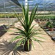 Viveros 5 : CORDPK30 CORDYLINE PEKO POT DE 15 LITRES