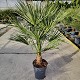 Viveros 5 : CH22 CHAMAEROPS HUMILIS POT DE 7 LITRES