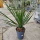 Viveros 5 : DS22 DASYLIRION SERRATIFOLIUM POT DE 7 LITRES