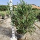Viveros 5 : OLIVC350 OLIVIER BUISSON POT DE 15 LITRES 