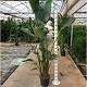 Viveros 5 : SN30 STRELITZIA NICOLAI POT DE 15 LITRES 