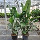 Viveros 5 : SN40 STRELITZIA NICOLAI POT DE 30 LITRES