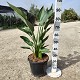 Viveros 5 : SR30 STRELITZIA REGINA POT DE 15 LITRES 