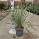 Viveros 5 : YE20 YUCCA ELETA POT DE 3,5 LITRES