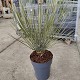 Viveros 5 : YE22 YUCCA ELETA POT DE 7 LITRES 