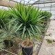 Viveros 5 : YUE45 YUCCA ELEPHANTIPES TIGE POT DE 55 LITRES