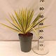 Viveros 5 : YF22 YUCCA FILAMENTOSA COLOR GUARD POT DE 7 LTRS