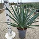 Viveros 5 : YG23 YUCCA GLORIOSA POT DE 7 LITRES 