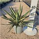 Viveros 5 : YGV20 YUCCA GLORIOSA VARIEGATA POT DE 3,5 LITRES