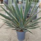 Viveros 5 : YGV22 YUCCA GLORIOSA VARIEGATA POT DE 7 LITRES 