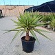Viveros 5 : YJ25 YUCCA JEWEL TIGE POT DE 10 LITRES 