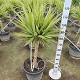 Viveros 5 : YJ40 YUCCA JEWEL TIGE POT DE 30 LITRES 