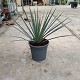 Viveros 5 : YP20 YUCCA POTOSINA POT DE 3,5 LITRES