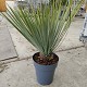 Viveros 5 : YR22 YUCCA ROSTRATA POT DE 7 LITRES 