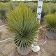 Viveros 5 : YR40 YUCCA ROSTRATA POT DE 30 LITRES 
