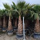 Viveros 5 : WR150(2) WASHINGTONIA ROBUSTA 160/180 DE TRONC
