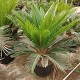 Viveros 5 : CR30 CYCAS REVOLUTA POT DE 15 LITRES