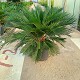 Viveros 5 : CR40 CYCAS REVOLUTA POT DE 30 LITRES