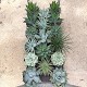 Viveros 5 : AGAVET20 AGAVE COUPE 3 LITRES
