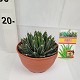 Viveros 5 : 00200142 AGAVE VICTORIA-REGINAE COUPE 3 LITRES