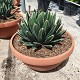 Viveros 5 : AGVVRT14 AGAVE VICTORIA-REGINAE EN COUPE DE 14 LTR