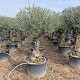 Viveros 5 : 00200424 OLIVIER HOJIBLANCA POT DE 130-160 LITRES
