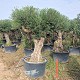 Viveros 5 : 00200425 OLIVIER HOJIBLANCA POT DE  230-280 LITRES