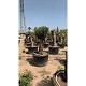 Viveros 5 : 00200530 OLIVIER PICUAL  POT DE 130-160 LITRES