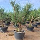 Viveros 5 : 00200497 OLIVIER TOSCANA POT DE 285 LITRES