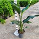 Viveros 5 : 00200501 STRELITZIA NICOLAI EN POT DE 7 LITRES