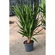 Viveros 5 : 00200229 YUCCA ELEPHANTIPES POT DE 10 LITRES