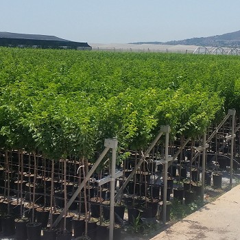 AF19 ARBRES FRUITIERS HAUTEUR 120/140CM