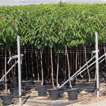 AF25 ARBRES FRUITIERS HAUTEUR 140/170CM