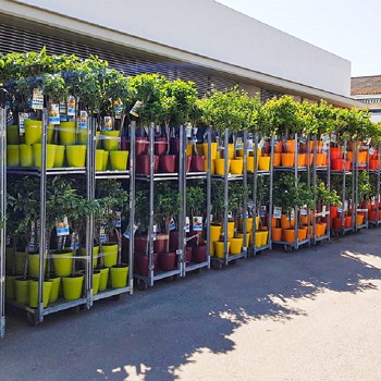 AFNANO ARBRES FRUITIERS NAIN POT COULEUR