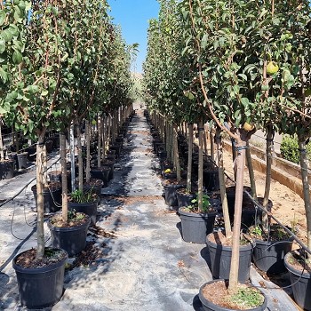 AF44 ARBRES FRUITIERS HAUTEUR 160/180CM