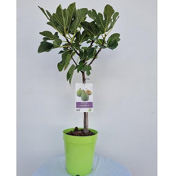 F20 FIGUIER HAUTEUR 90/110CM POT COULEUR