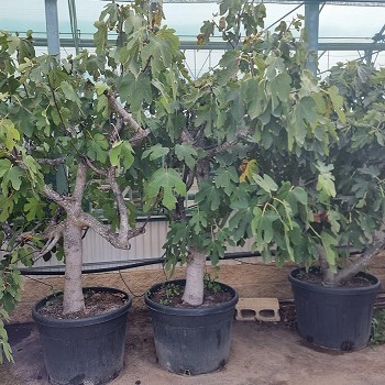 FE70 FIGUIER FORME ESPALIER POT DE 130 LITRES 